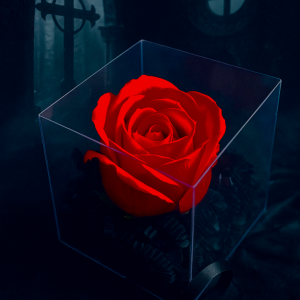 Les Roses de l’Au-delà ( Sang Éternelle )